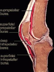 above the knee between the quadriceps & femur