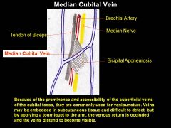 Most of the time, blood draws are from the median cuboidal vein... If you try to draw blood from someone's forearm, and they start bleeding like crazy, what happened?