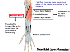 P- F-P- F. 

All muscles' origin is off _______________ Tendon, which attaches to ________ epicondlye of humerus. 

All innervated by median (except ulnaris of course) 
All Function in Flexion. 
What ever is "radialis" is always ABduction 
...