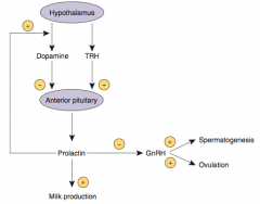 Dopamine Agonists - eg, Bromocriptine
- Dopamine inhibits Prolactin secretion