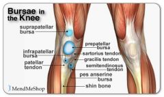 between the skin & patellar tendon