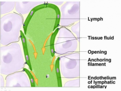 anchor the initial lymphatics to the tissue to prevent collapse when lymph is empty
