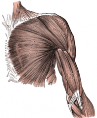 Broad aponeurosis of biceps brachii located in the cubital fossa
Seperates most superficial from deep structures and protects brachial artery and median nerve