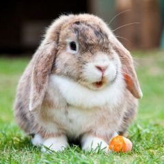 das Kaninchen