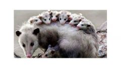 das Opossum