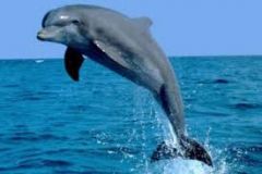 der Delphin