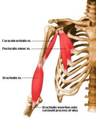 Flexes and adducts shoulder joint