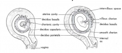 - The amniotic cavity expands, surrounding the embryo. The amniotic membrane envelops the connecting stalk --> outer membrane of the umbilical
cord.
- The amniotic membrane becomes applied to the chorion (amniochorionic
membrane).