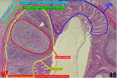 m.m delgada. Nódulos linfoides en coronA ESTÁN EN LA MUCOSA  Y SUBMUCOSA. 
muscular propia: dos distribuciones --> circular y longitudinal
 