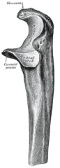 Curve bony eminence of the forearm that projects behind the elbow joint (opposite of cubital fossa)
