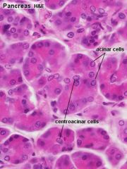 PÁNCREAS EXOCRINO:
Células centro acinares más basófilas que las de alrededor