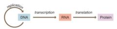 First, a portion of the DNA, a gene, is transcribed to produce a complementary strand of RNA; then the RNA is translated into protein