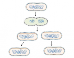 bacterial reproduction