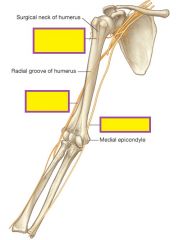 Which three nerves can be damaged with fractures of the humerus?