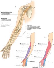 Axillary- deltoid
Radial- all posterior muscles
Ulnar- hand, flexor carpi ulnaris, medial half of flexor digitorum profundus