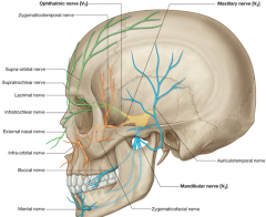 Mandibular nerve (trigeminal)