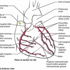 Cardiac and pulmonary anatomy Flashcards - Cram.com