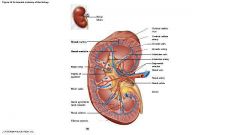 Bio 142 Urinary and Digestive system Flashcards - Cram.com