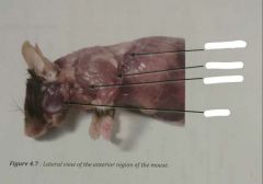 Biol 301 Lab #4 Mouse Dissection - Skeletal Muscle Flashcards - Cram.Com