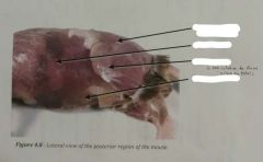 Biol 301 Lab #4 Mouse Dissection - Skeletal Muscle Flashcards - Cram.Com