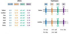 - HLA
genes are located close together in a cluster on chromosome 6, and are
therefore tightly linked 
- Haplotype =
series of alleles at linked loci on an individual chromosome 
- A
match within a family should match at all major loci