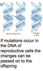 Different genetic traits can be created in the way that DNA replicates or that chromosomes combine. Genes can be changed by a number of factors: