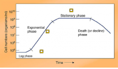 bacterial growth
kinetics
stationary phase