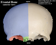 Frontal Bone :


 


-orbital plate


-supraorbital foramen (or notch)


-glabella


-grooves for middle meningeal vessels


-groove for superior sagittal sinus
