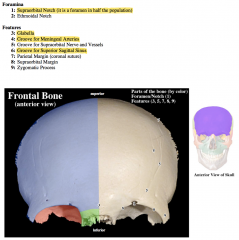 -orbital plate


-supraorbital foramen (or notch)


-glabella


-grooves for middle meningeal vessels


-groove for superior sagittal sinus