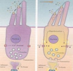 What is the function of the Organ of corti hair cells?