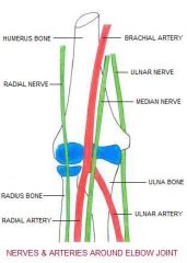 Median nerve