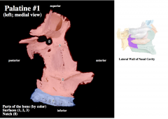Palatine Bone :


 


-horizontal plate


-perpendicular plate


-greater and lesser palatine foramina


-greater and lesser palatine canals


-sphenopalatine notch