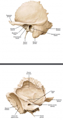 -articular tubercle


-mandibular fossa


-mastoid process


-internal acoustic meatus


-zygomatic process


 


-petrous portion = interior protrusion


-squamous portion = front part
