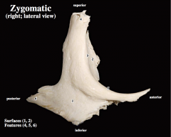 Zygomatic Bone:


 


-Frontal process


-Temporal process