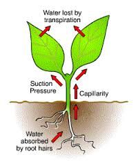 The evaporation of water from inside the leaves through the stomata to the atmosphere is know as transpiration and gives rise to the transpiration stream.  A