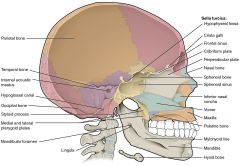 The floor of the orbit is also the roof of the maxillary sinus.




The roof of the orbit is also the floor of the anterior cranial fossa.




The medial wall of the orbit is also the lateral wall of the ethmoid sinuses.




The floor of ...