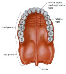 Palate (distinguish maxillary from palatine contributions)


 


What muscle uses the hamulus as a pulley?




The posterior edge of the vomer is part of what boundary?


 


What attaches to the pharyngeal tubercle? 