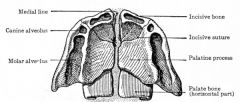 The tensor veli palatini uses the pterygoid hamulus of the sphenoid bone as a pulley.




The posterior edge of the vomer is the medial border of the choanae (posterior nasal aperture, posterior nares), the boundary between the nasal cavity an...