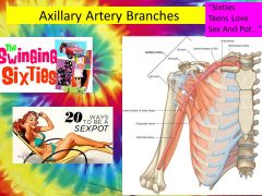 Note relation of Axillary artery braches to the pec minor.
What are the six different branches of the AXILLARY ARTERY?