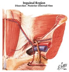 inferior epigastric vessels
