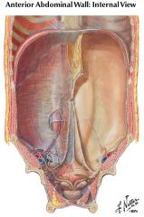 medial umbilical fold