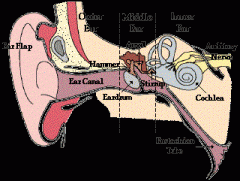Ear Model:


 


-Internal acoustic meatus


-External acoustic meatus

-Mastoid process

-External ear – auricle, tragus, antitragus, helix, antihelix, lobule (lobe)

-Middle ear (tympanic cavity) – tympanic membrane (eardrum), mall...