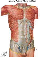 thoracoabdominal nerves (T7-T11)