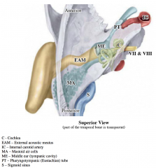 -Internal acoustic meatus


-External acoustic meatus

-Mastoid process

-External ear – auricle, tragus, antitragus, helix, antihelix, lobule (lobe)

-Middle ear (tympanic cavity) – tympanic membrane (eardrum), malleus, incus, stapes, op...