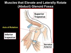 Trapezius= SPINAL ACCESSORY NERVE
Serratus anterior= LONG THORACIC NERVE