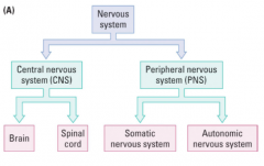 * all the nerve fibers radiating out beyond the brain and spinal cord as well as all the neurons outside the brain and spinal cord form the PNS 
so PNS defined as neurons and nerve processes outside the CNS