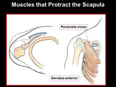 pec minor= MEDIAL PECTORAL NERVE only!! 
(pec major has 2... medial and lateral nerve)
Serratus anterior= LONG THORACIC NERVE