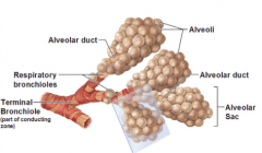 respiratory bronchioles
alveolar ducts
alveolar sacs
alveoli
*these parts of the system are INTRApulmonary