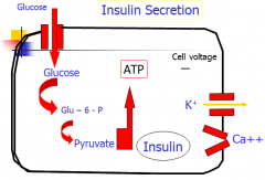 In basal state, ATP dep K channel is open, K runs out, makes cell negative. Ca channels are closed. When we eat, glucose is metabolized, makes ATP, ATP binds to K channel, closes it, cell becomes depolarized/positive bc K not leaving. Ca channel t...