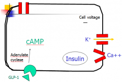 GLP-1 bings to receptor, AC turns ATP into cAMP, which binds to K channel, closing it. Depolarization of cell causes Ca channel to open and Ca to enter cell. cAMP and Ca both act to release insulin.
